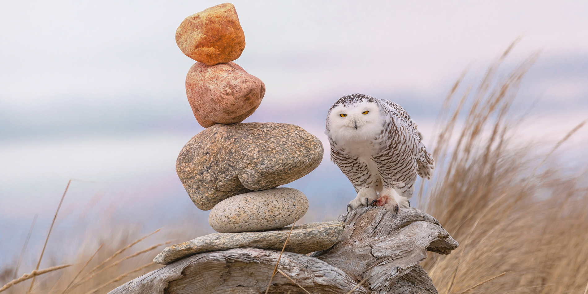 Snowy Owl perched on rocks. 2023 Grand Prize winner of our Annual Photo Contest