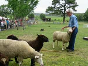 Taylor-Bray Sheep Festival