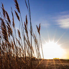 Marsh Sunset