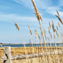 A Breeze of Phragmites