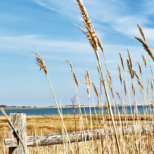 A Breeze of Phragmites